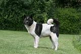 AKITA AMERICAIN 509